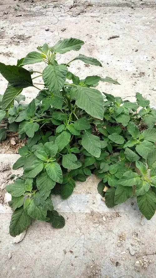 避暑好去处#野芥菜,难见吗?