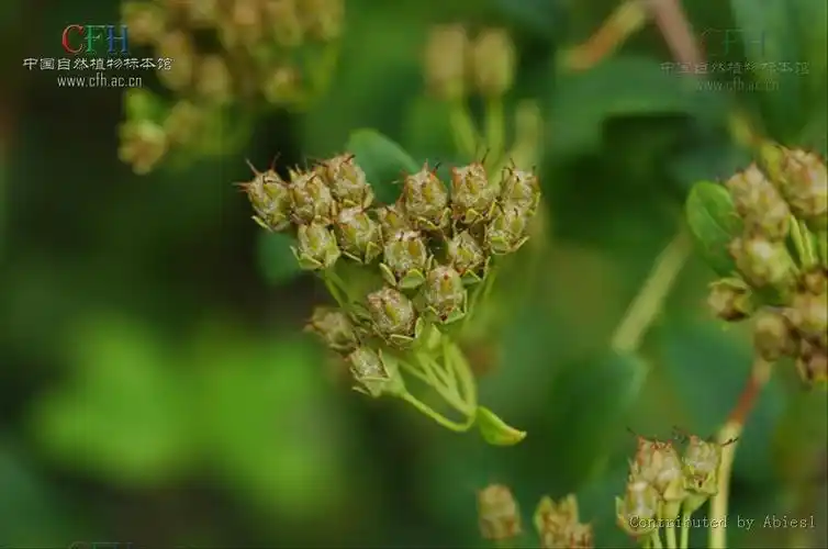 毛果绣线菊词条图册_百度百科