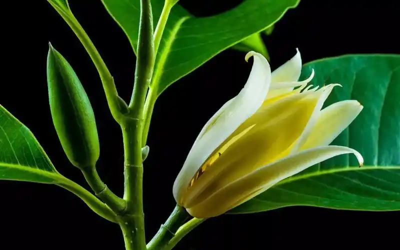 黄兰作为我国极具观赏性的树种,花期一般为六到八月