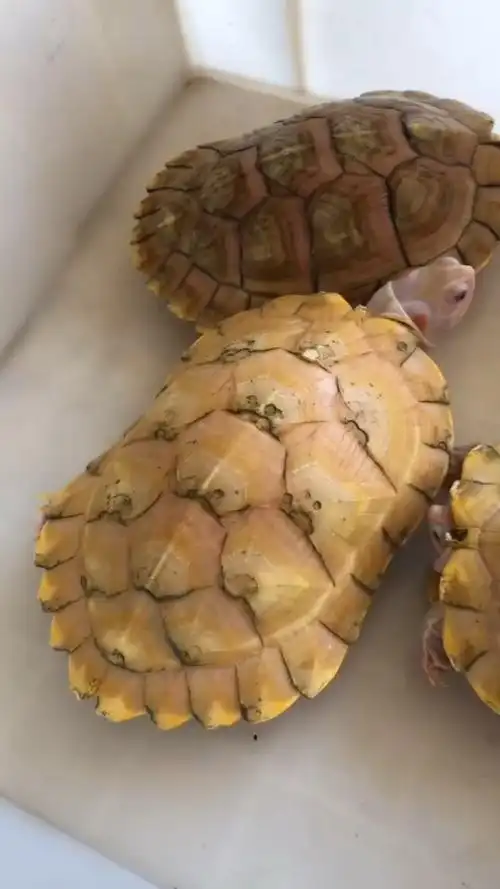 变异巴西龟#金粉巴西龟,果冻巴西龟,黑巴西龟