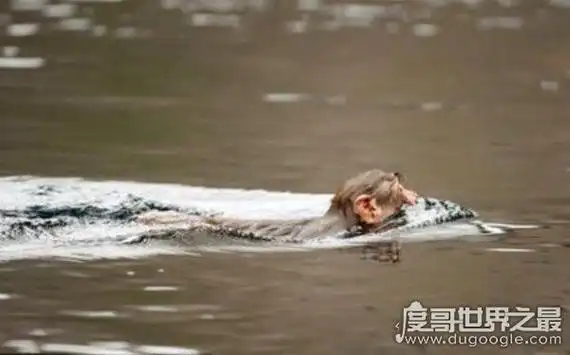 水猴子真的存在吗民间传说中的水鬼拉人下水