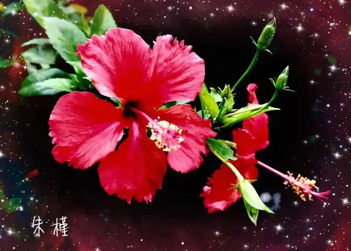 朱槿是广西壮族自治区的区花,南宁市的市花,象征着凝聚.绽放.