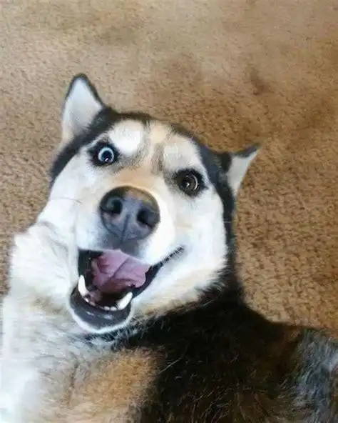 搜索搞笑小狗表情包图片