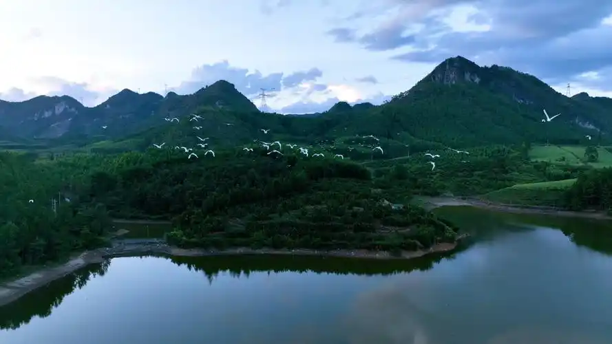 河池宜州土桥水库最大的白鹭群