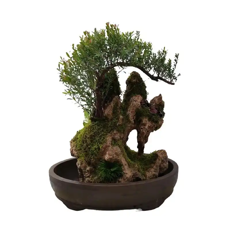 吸水石盆景,山水盆景.#山水盆景 #吸水石 #盆景#十堰盆景 - 抖音