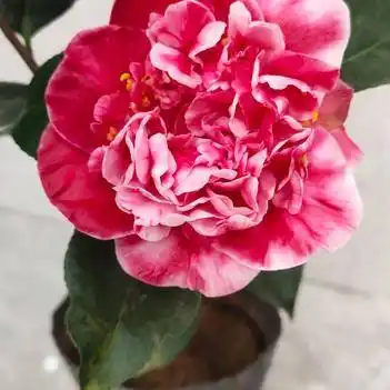 火龙珠茶花 火龙珠苗 红绿粉三色 颜色可自选 包邮