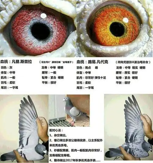 【图集】职业教练赛鸽配对心得图解