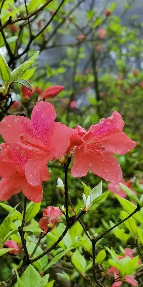 相约高姥山 最美红杜鹃