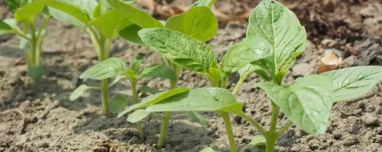 芝麻种上几天能出来苗