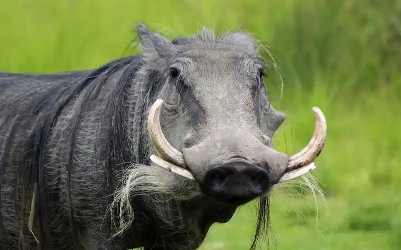 野猪,牙齿,野生动物