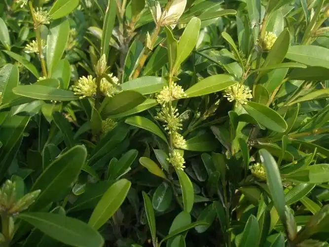 这是什么树?求名称