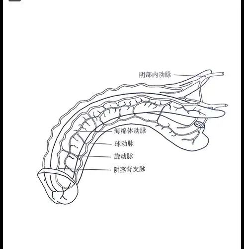 阴茎的主要结构是由一对圆柱形阴茎海绵体和一个尿道尿道海绵体以及