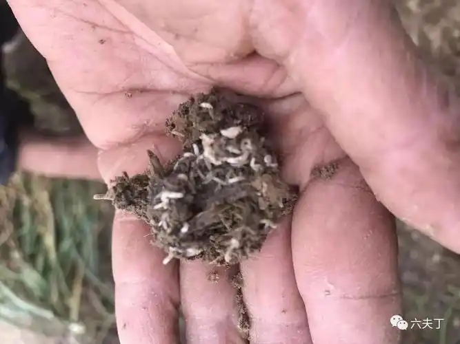 防治韭蛆韭菜灌根还是九净