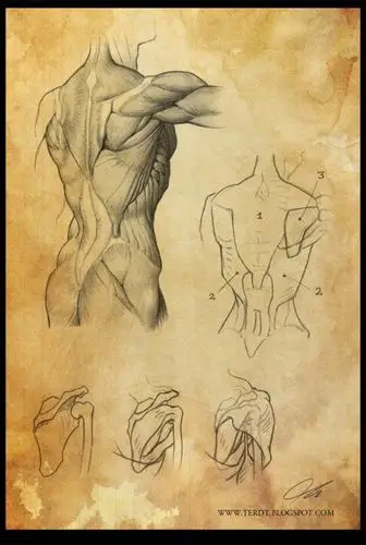 男性的躯体绘画参考!