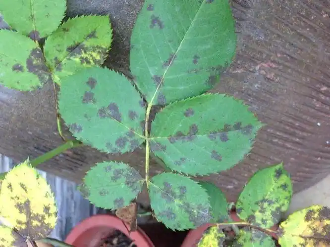 月季叶片出现黑斑病怎么防治的2个方法 - penjing8|盆景吧