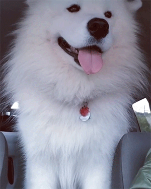 300_375竖版 竖屏gif 动态图 动图