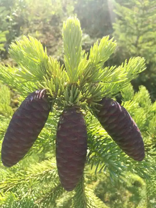 待到秋来丰稔日,溢香松子惹垂涎.