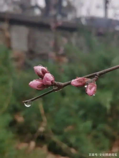 昨天,北京小雨,雨中花,清新脱俗!