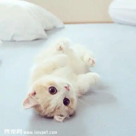 小奶猫卖萌图片_萌猫高清图片(2)