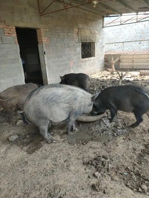 出售黑猪,野猪,大小都有电话18754111888