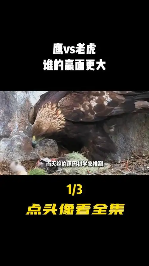 鹰vs老虎,当世界上最大的鹰遇上百兽之王老虎,谁的赢面更大?
