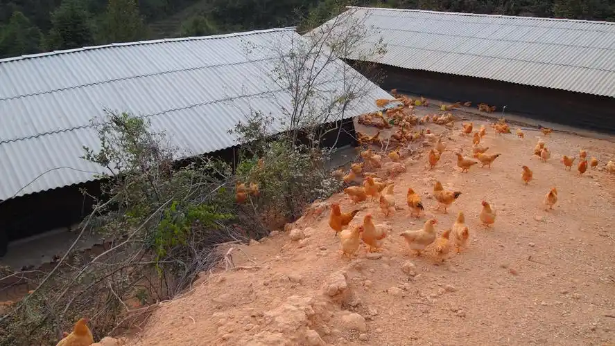 黄粉虫养殖生态土鸡!