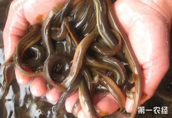 五种泥鳅常见的疾病以及防治措施