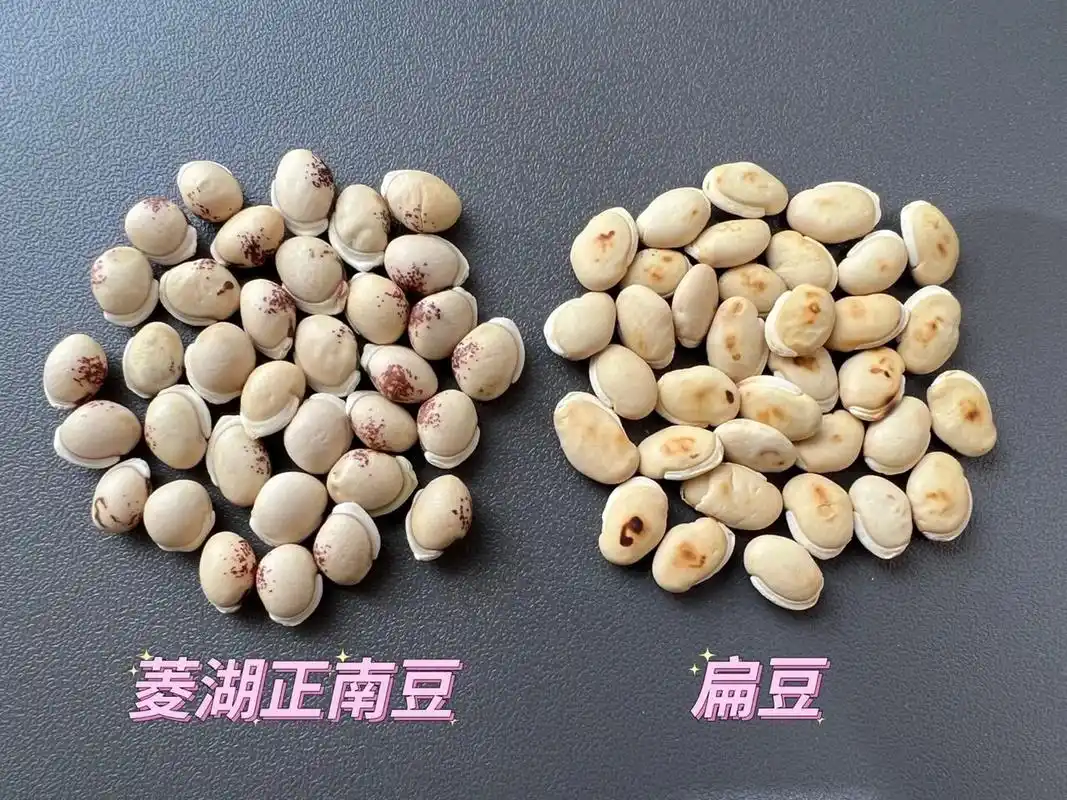 外形肥大圓身,顏色略白,擁有普通扁豆更強大的祛濕功效