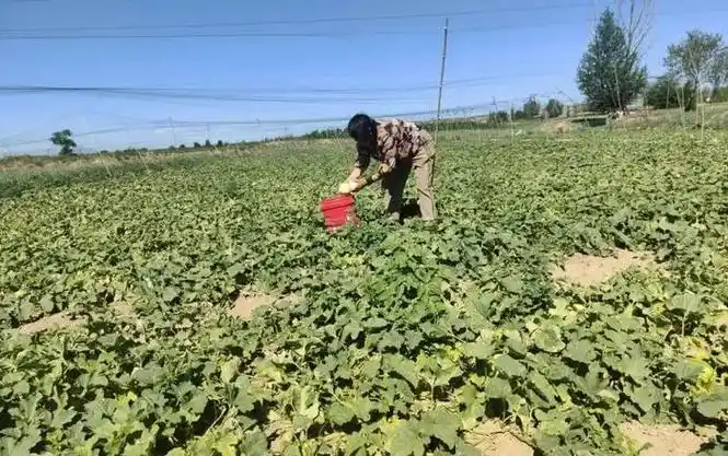 万全区安家堡乡:香瓜飘香采摘忙 "甜蜜经济"促增收