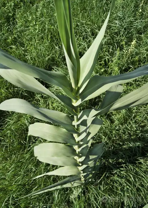 芦竹芦竹或多年生藤