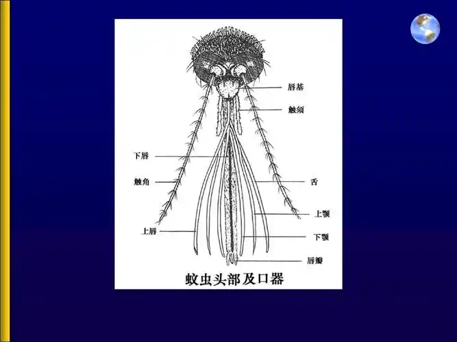 蚊虫鉴别形态和常见种类ppt