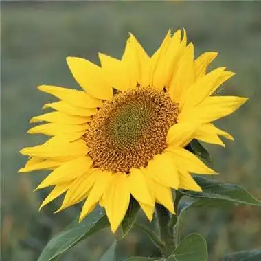 葵花的qq头像 头像图片大全 -【爱个性】