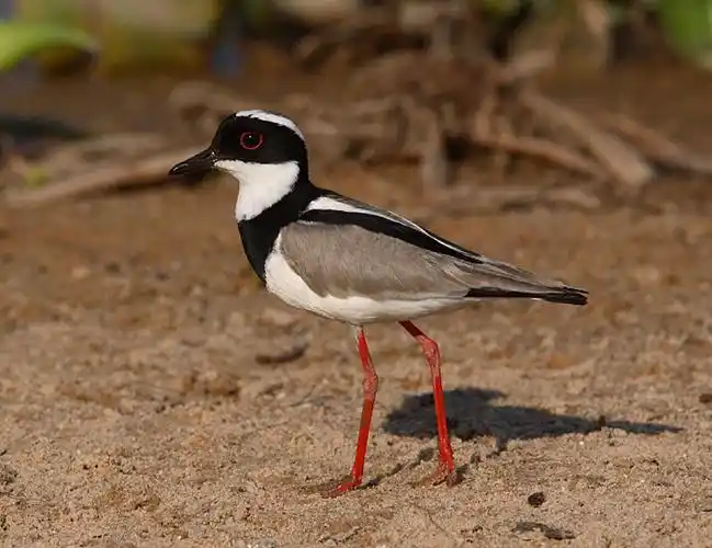p>斑麦鸡(学名:vanellus cayanus)属于中型 a target="_blank" href=