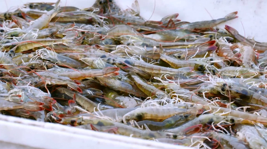 渤海对虾