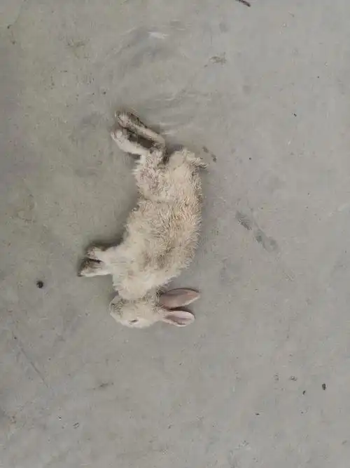 死掉的白兔