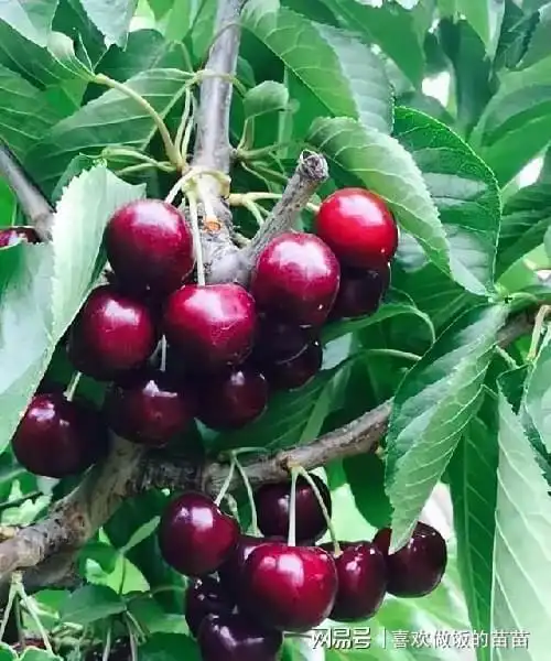 在家种棵车厘子,挂果红如玛瑙,老人小孩都喜欢|果树|植株|果苗|种植