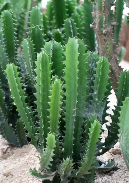 巴西龙骨 (植物)