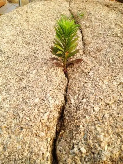 当你的环境不利于你学习成长时,你是如何逆境成长的?