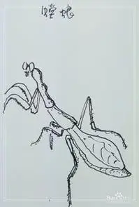 螳螂的简笔画螳螂的简笔画法