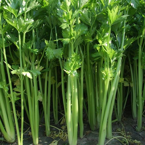 西芹种子四季芹菜进口根芹鲍芹红芹白芹小香家庭园艺种子