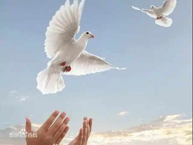 放鸽子图片_百度百科