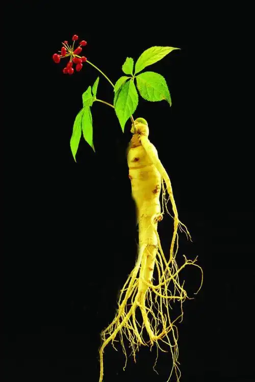 文章总结:小人参长什么样以及小人参的功效与作用的