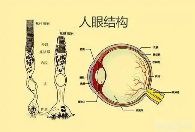 抬头就看到距离数百万光年的仙女座人眼到底能看多远有多快