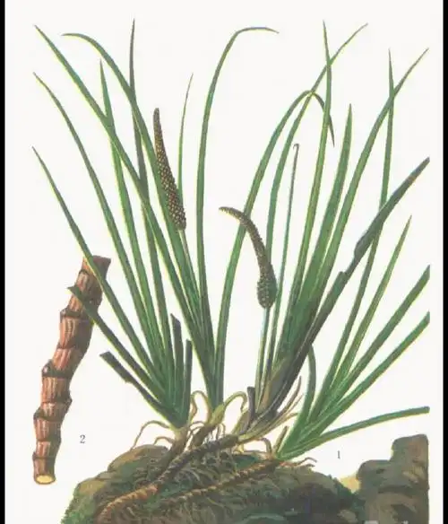 金线石菖蒲(金线莲的功效与作用)