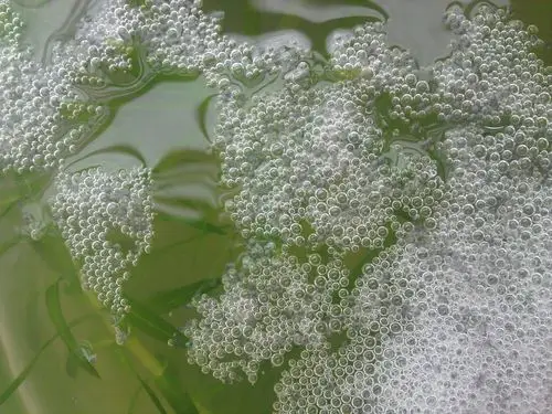 塘群鱼第二斗鱼卵孵化成功