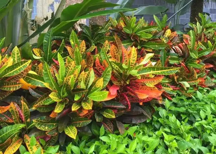 这种花有毒别乱碰别乱吃