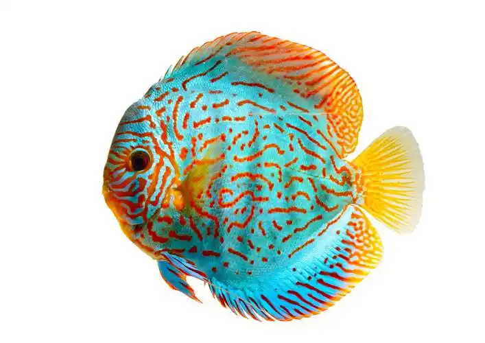 美丽的热带鱼高清图片