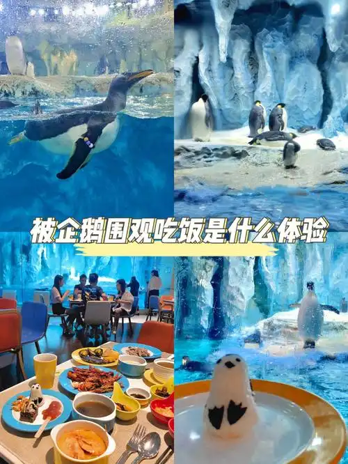 企鹅围观吃饭是什么体验珠海长隆必住酒店