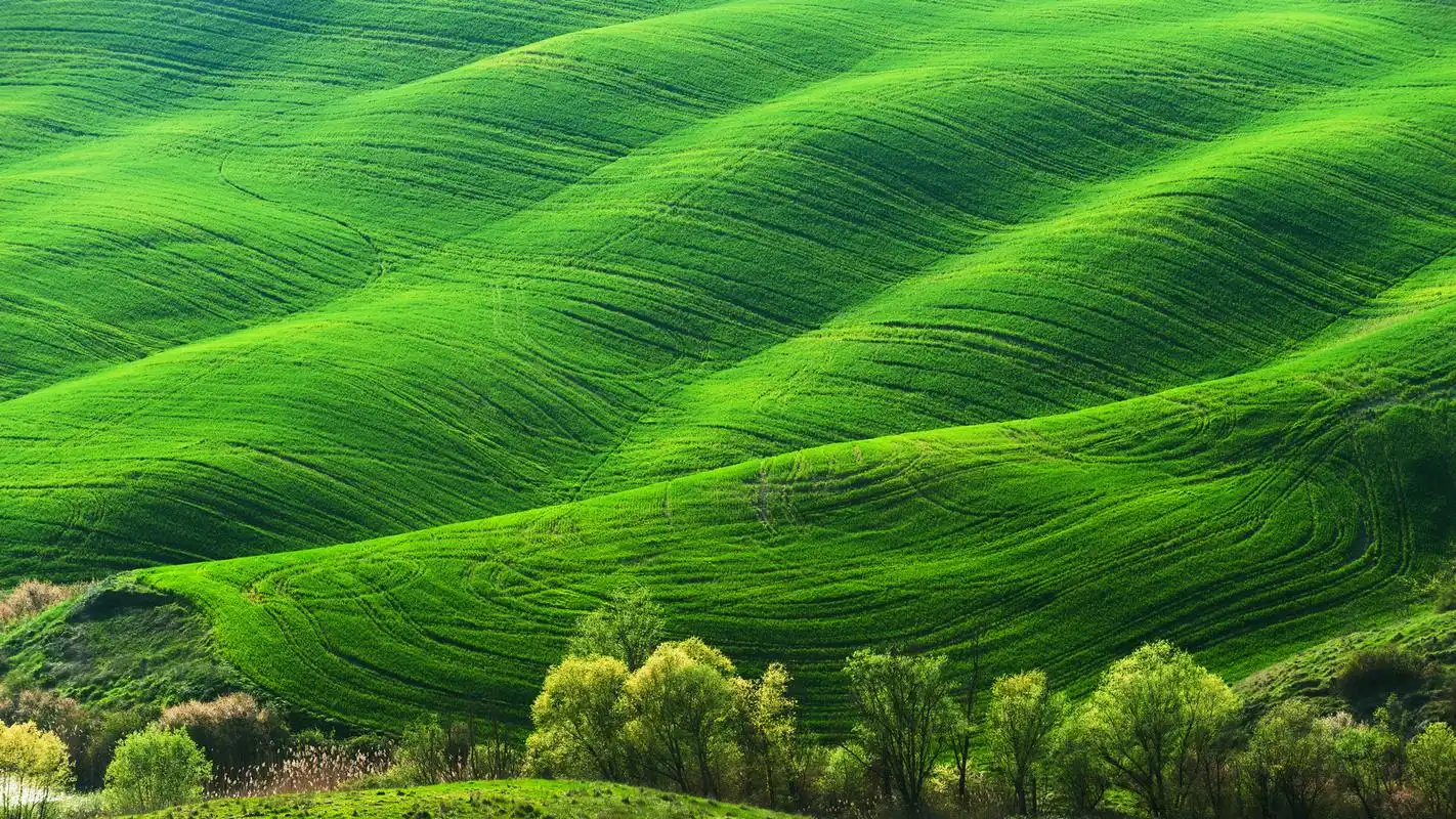 绿色林中草地电脑桌面壁纸 第二辑