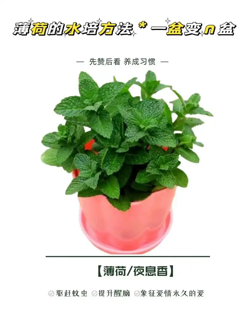 薄荷分植.#薄荷 00别名:野薄荷,夜息香 98养护难度:82 - 抖音